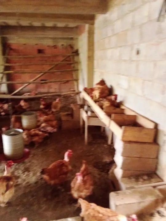 Galinhas poedeiras à venda