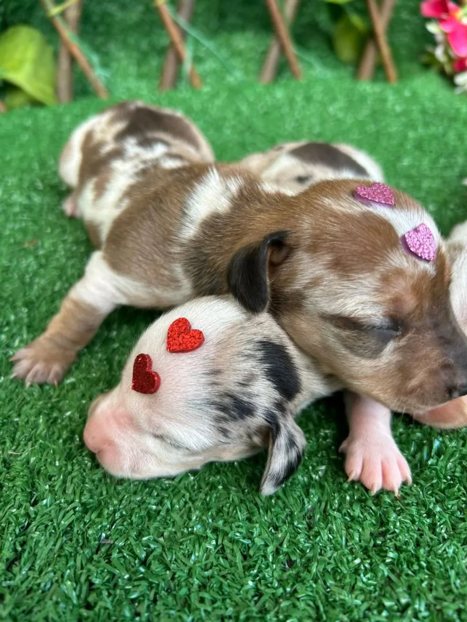 BassetDachshund Exóticos (kanichen) Fêmeas e machos