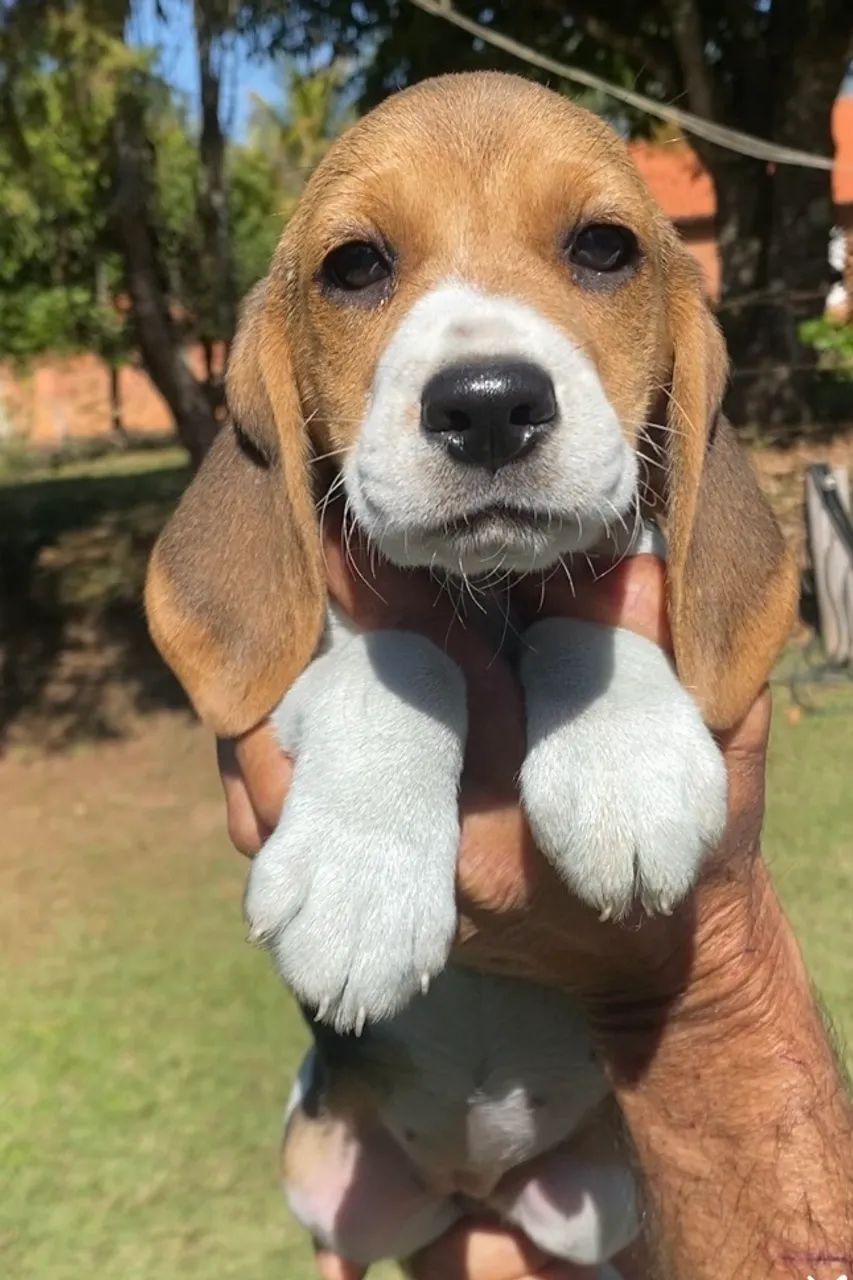 Beagles 13 polegadas  - Foto 2