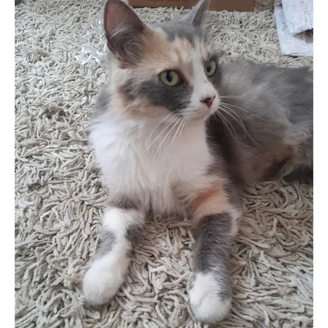 Adoção gata castrada - Foto 3