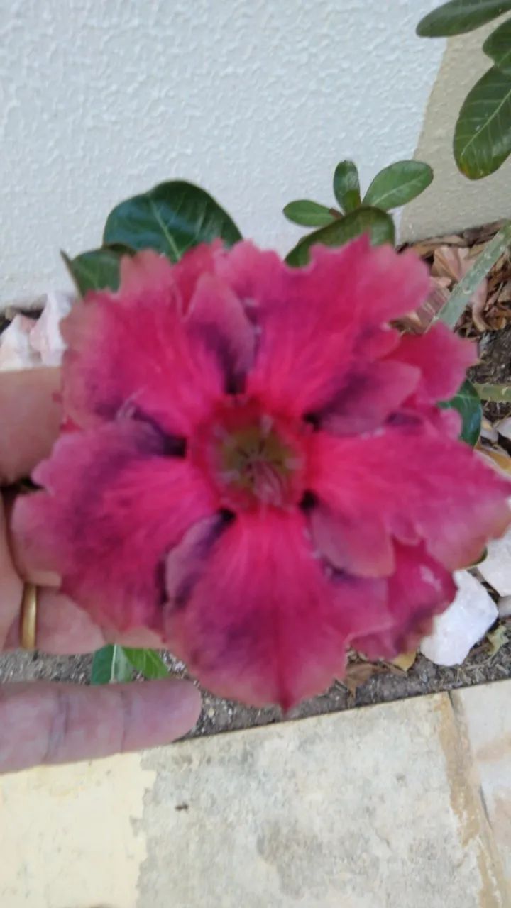 VENDO ROSAS DO DESERTO * - Foto 5