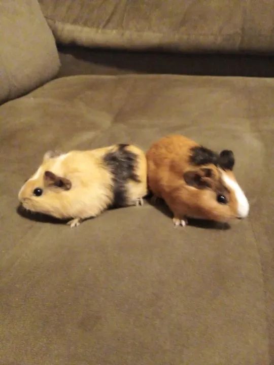 Porquinhos da Índia - Foto 2