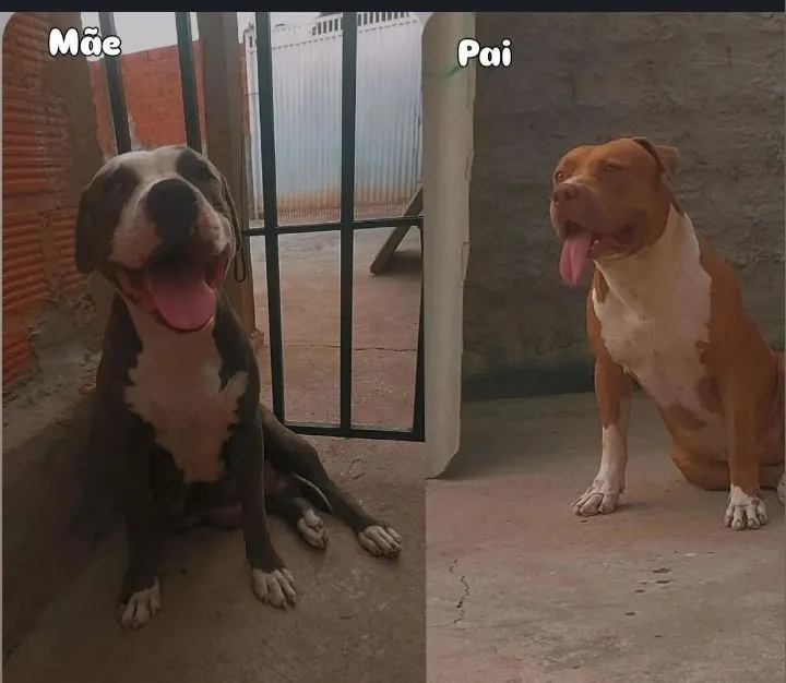 Filhotes de Pitbull