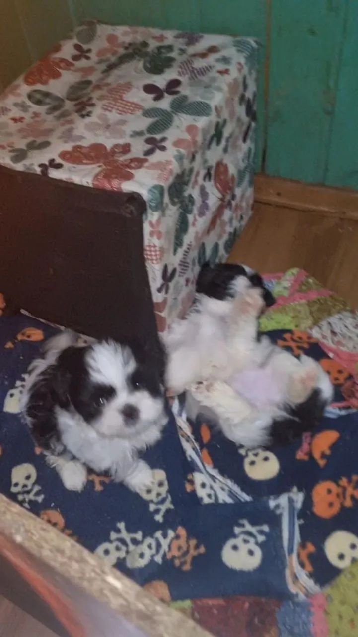 Filhotes Shih Tzu  - Foto 3