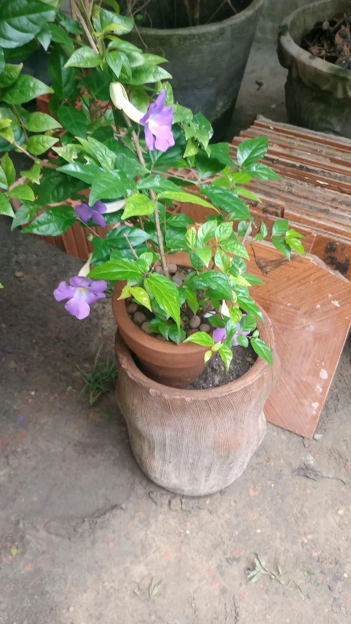 Planta ornamental com vaso de cerâmica - Foto 4