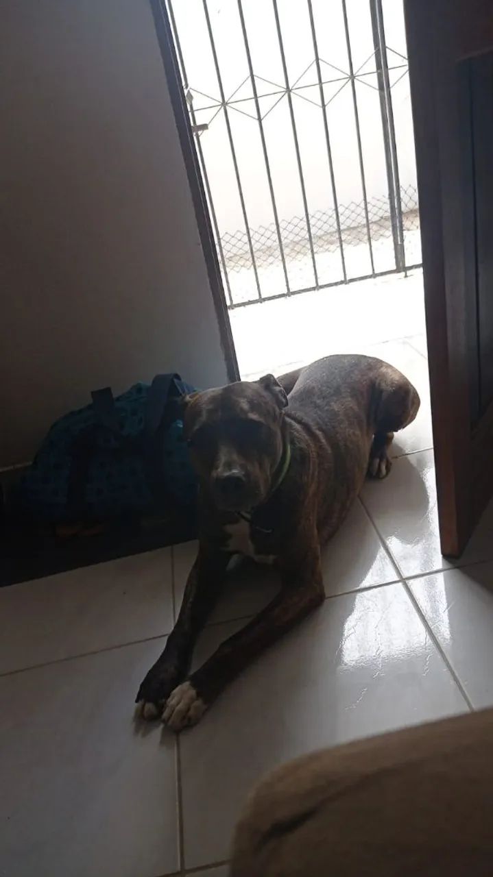 Pitbull Relaxando - Foto 3