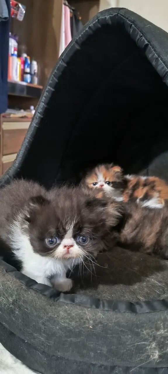 Filhotes Gatos Persas
