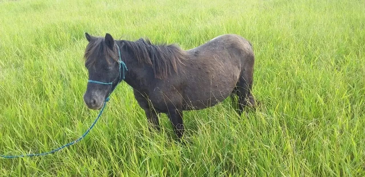 Mini pônei fêmea  - Foto 2