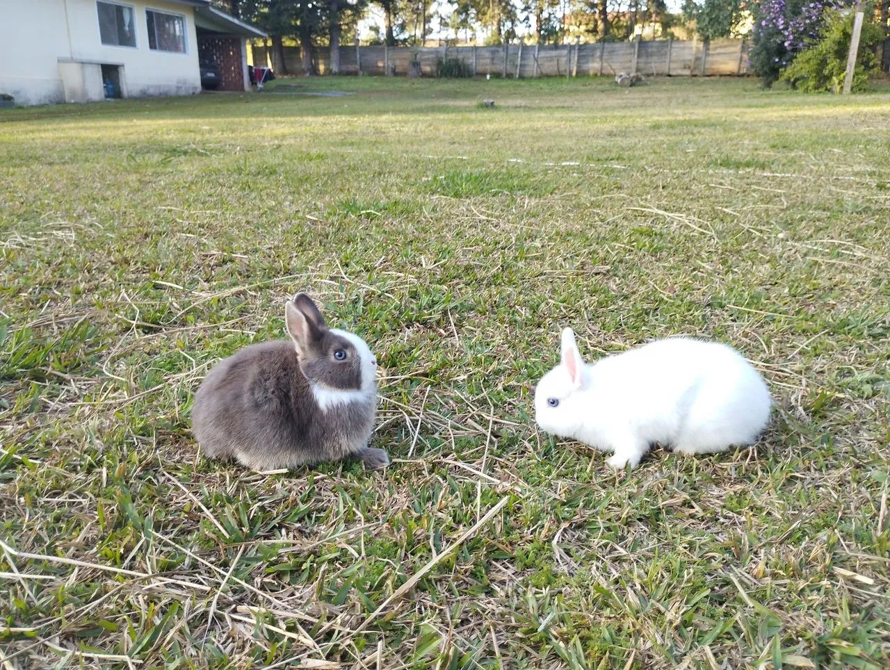 Coelhos Netherland e mini Lop