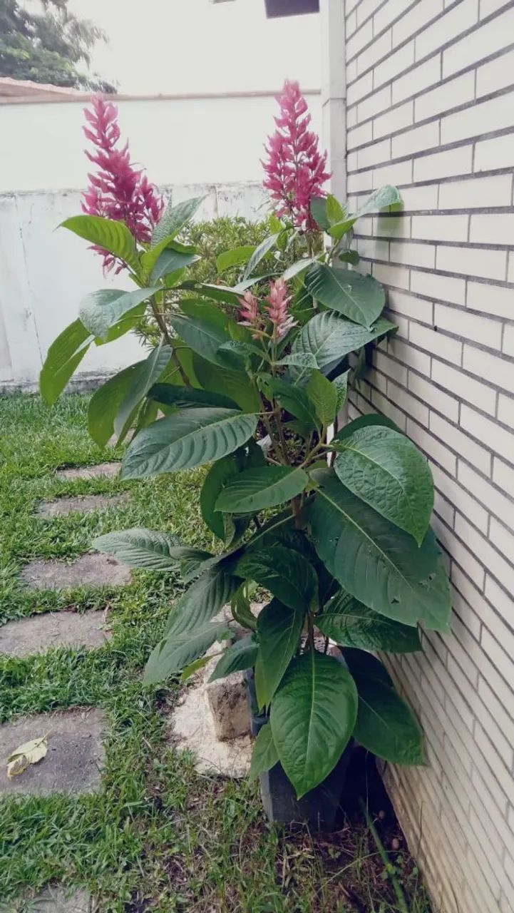 Planta de Jardim com Flores Vermelhas