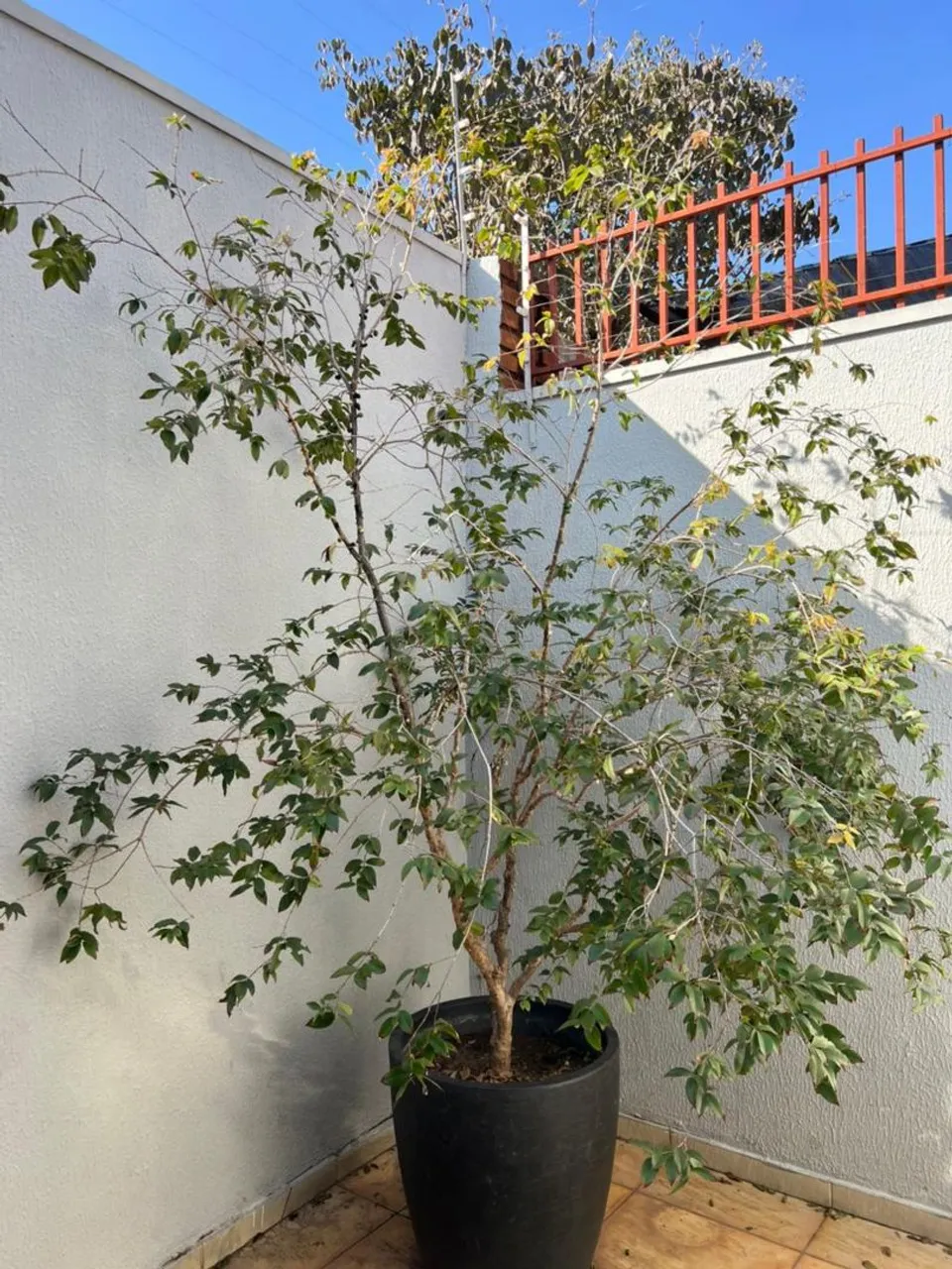 Jabuticabeira em vaso
