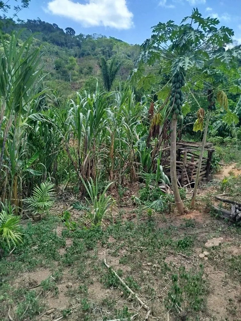 Chácara com Poço e energia  - Foto 6