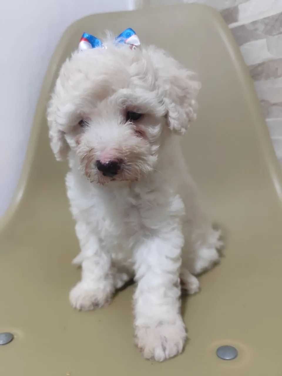 Casal de poodle  - Foto 3