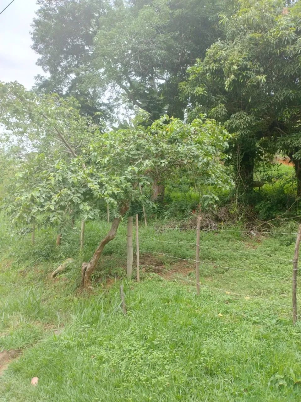 Loteamento em condomínio Rural  - Foto 5