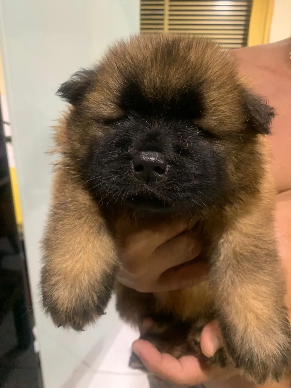 Filhote Chow-Chow