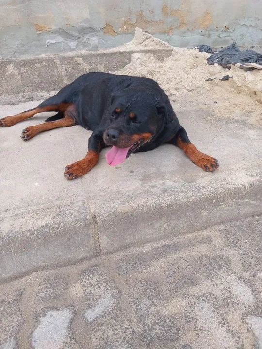 Doação rotweiler fêmea  - Foto 3