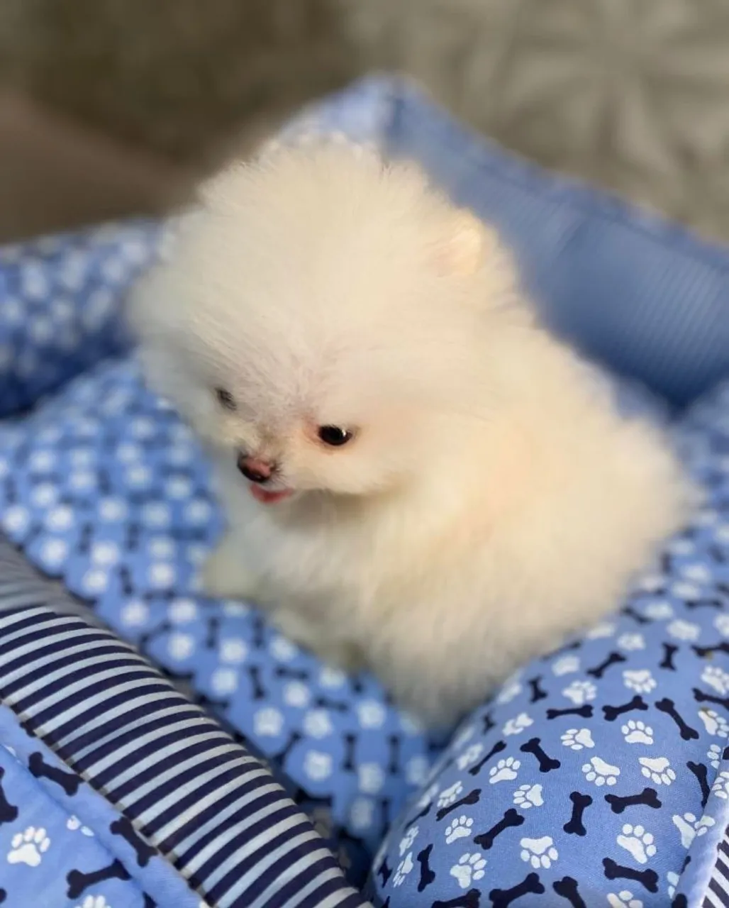 Spitz alemão femea e macho anaõ com pedigree Cbkc