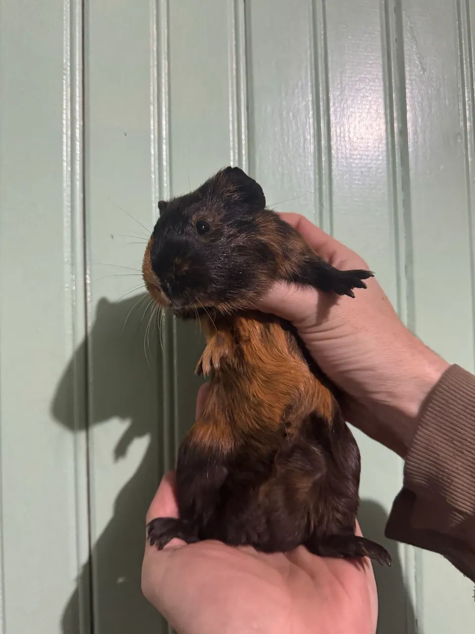 Porquinhos da índia 64319319510402120