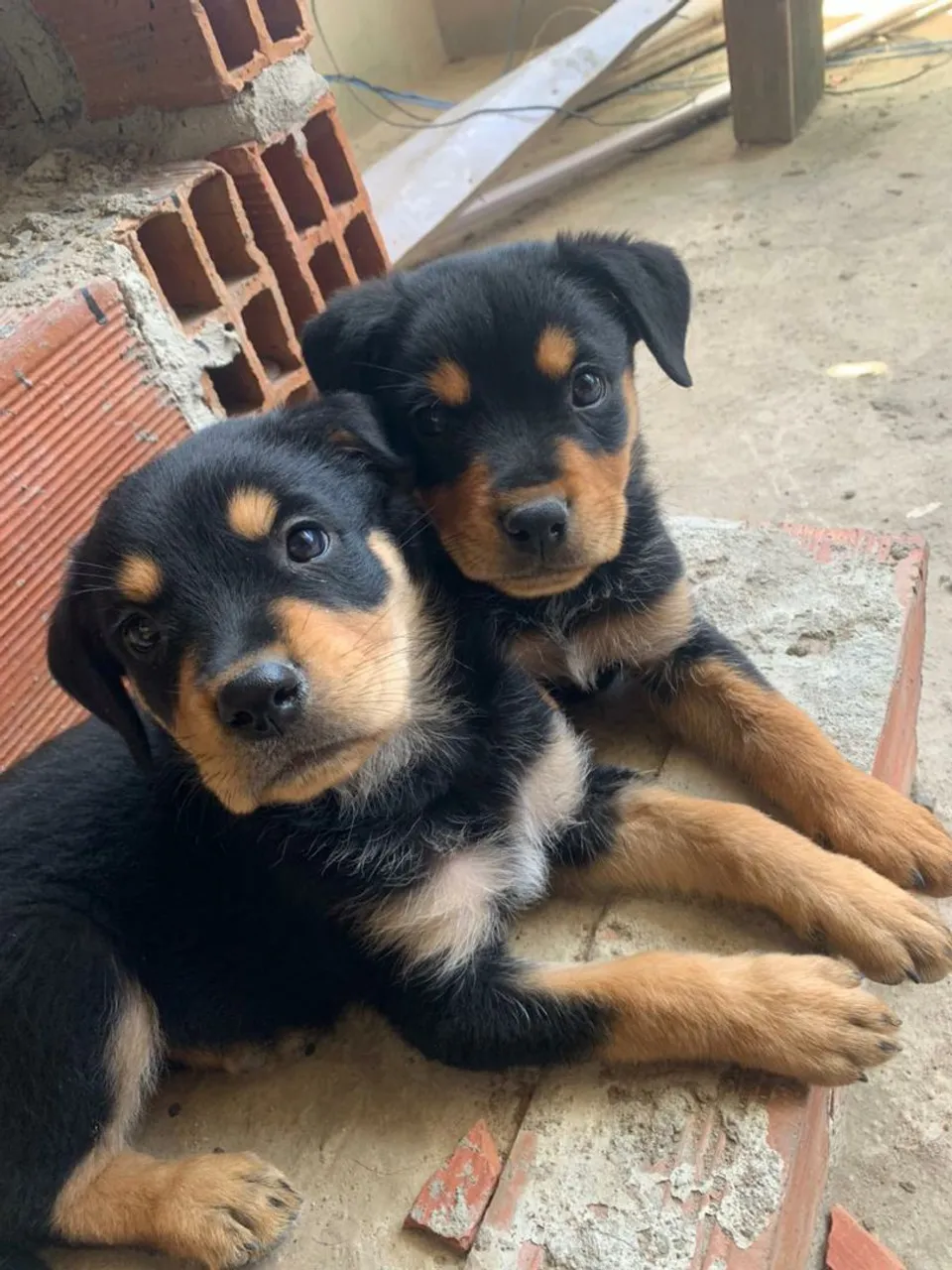 Filhotes de Rottweiler