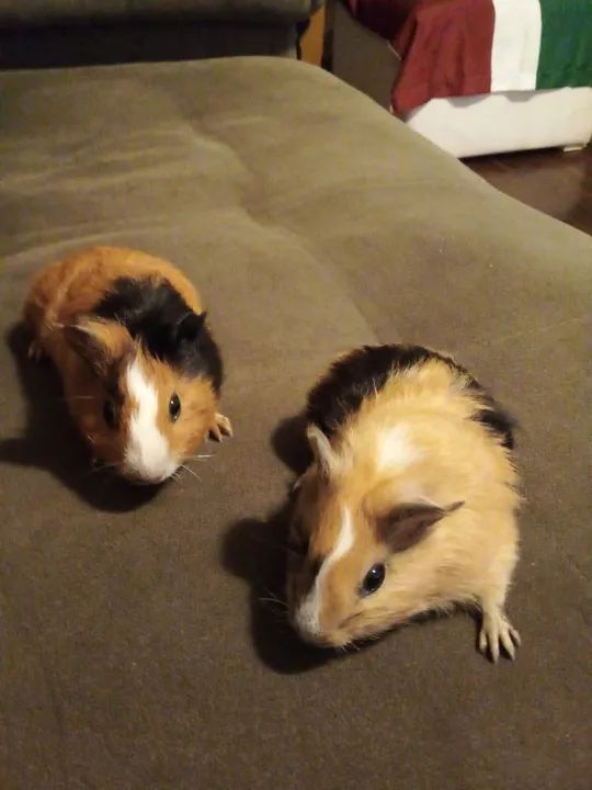 Porquinhos da Índia - Foto 3