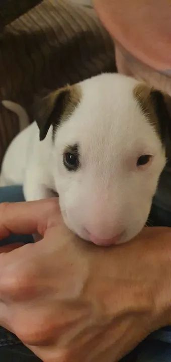 Bull terrier filhotes lindos - entregamos com contrato