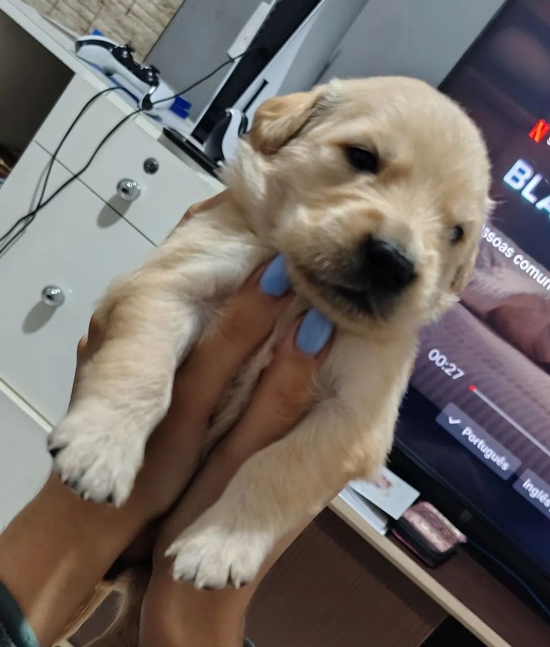 Filhote Golden Retriever