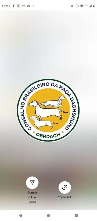 DACHSHUNDS KANINCHEN/ANÕES ALTO PADRÃO PARA EXIGENTES  - Foto 6