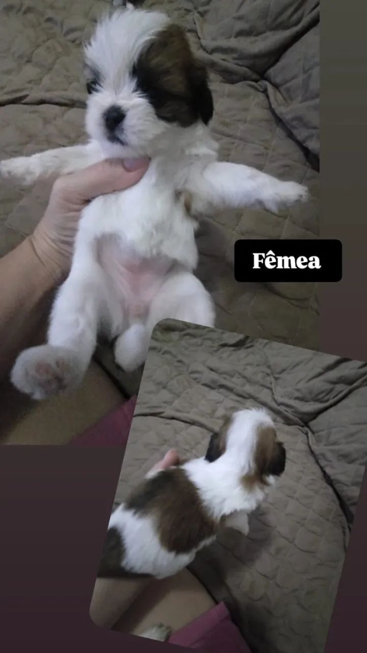 Venda de filhotes de Shi Tzu