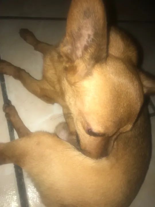 Lindo cachorrinho pinche n1 