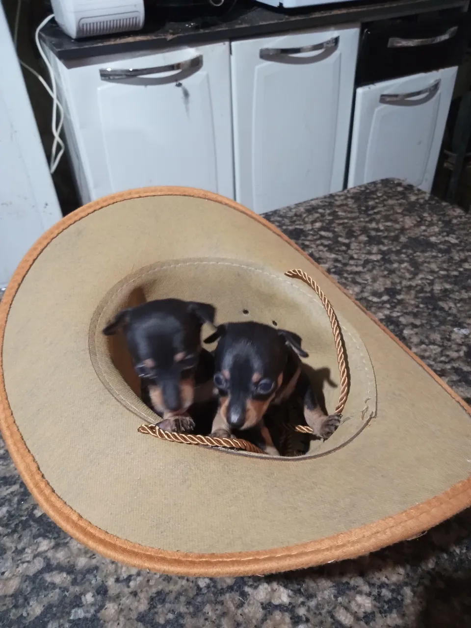 Filhotes de Pinscher femeas 0