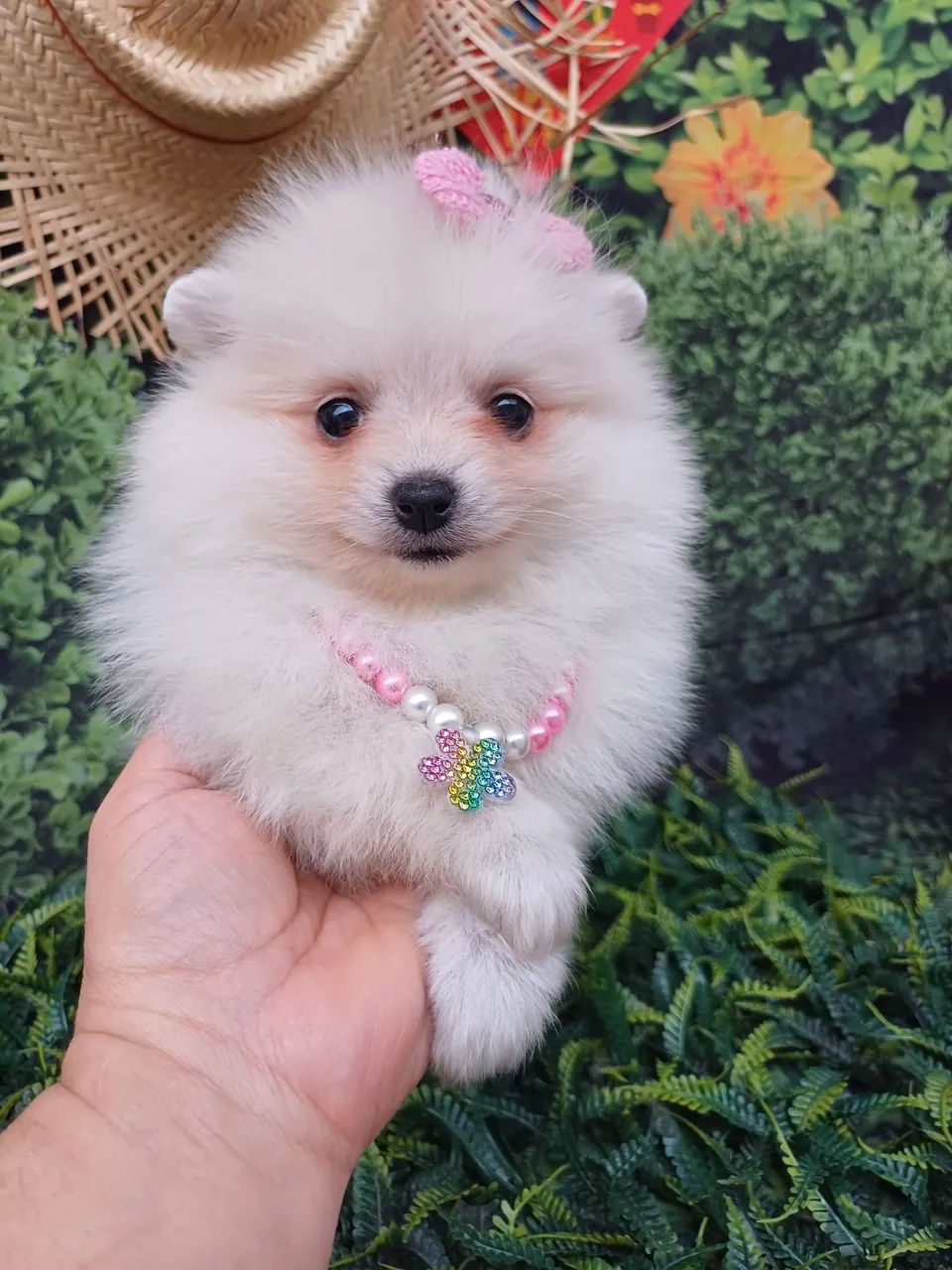 Spitz Alemão Fêmea valor 3300,00
