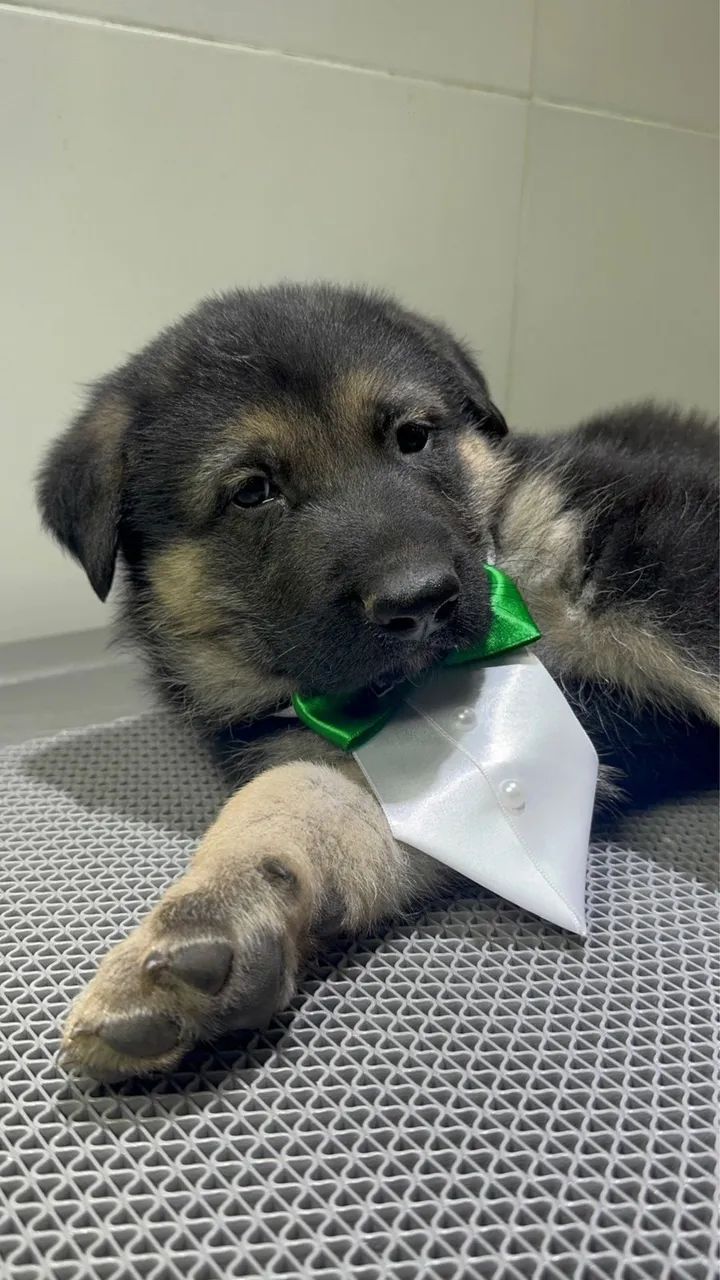 Filhotes de pastor alemão com pedigree - Foto 6