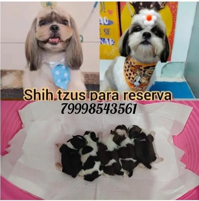 Filhotes de Shih Tzu para Reserva