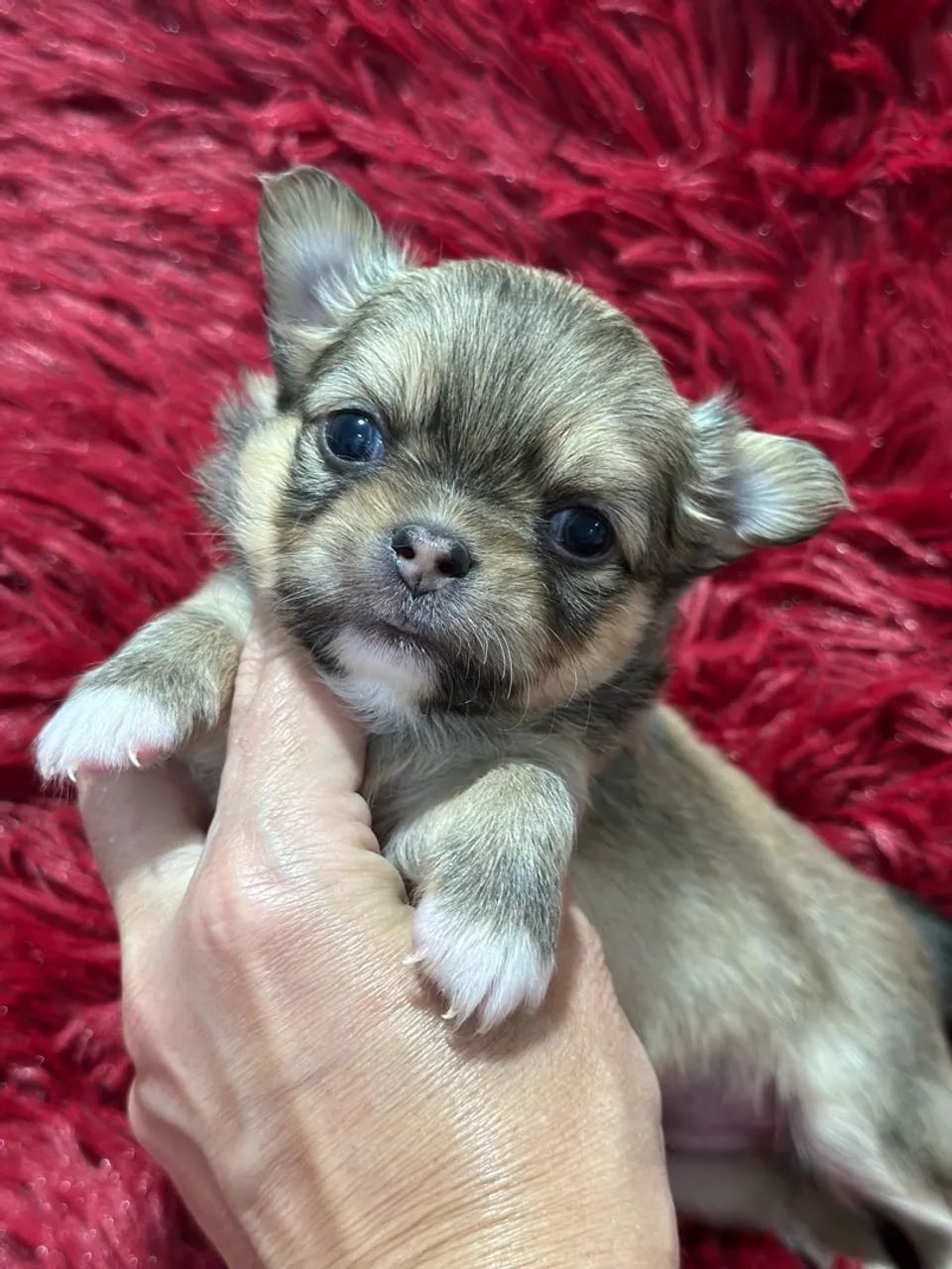 chihuahua de cor sable macho