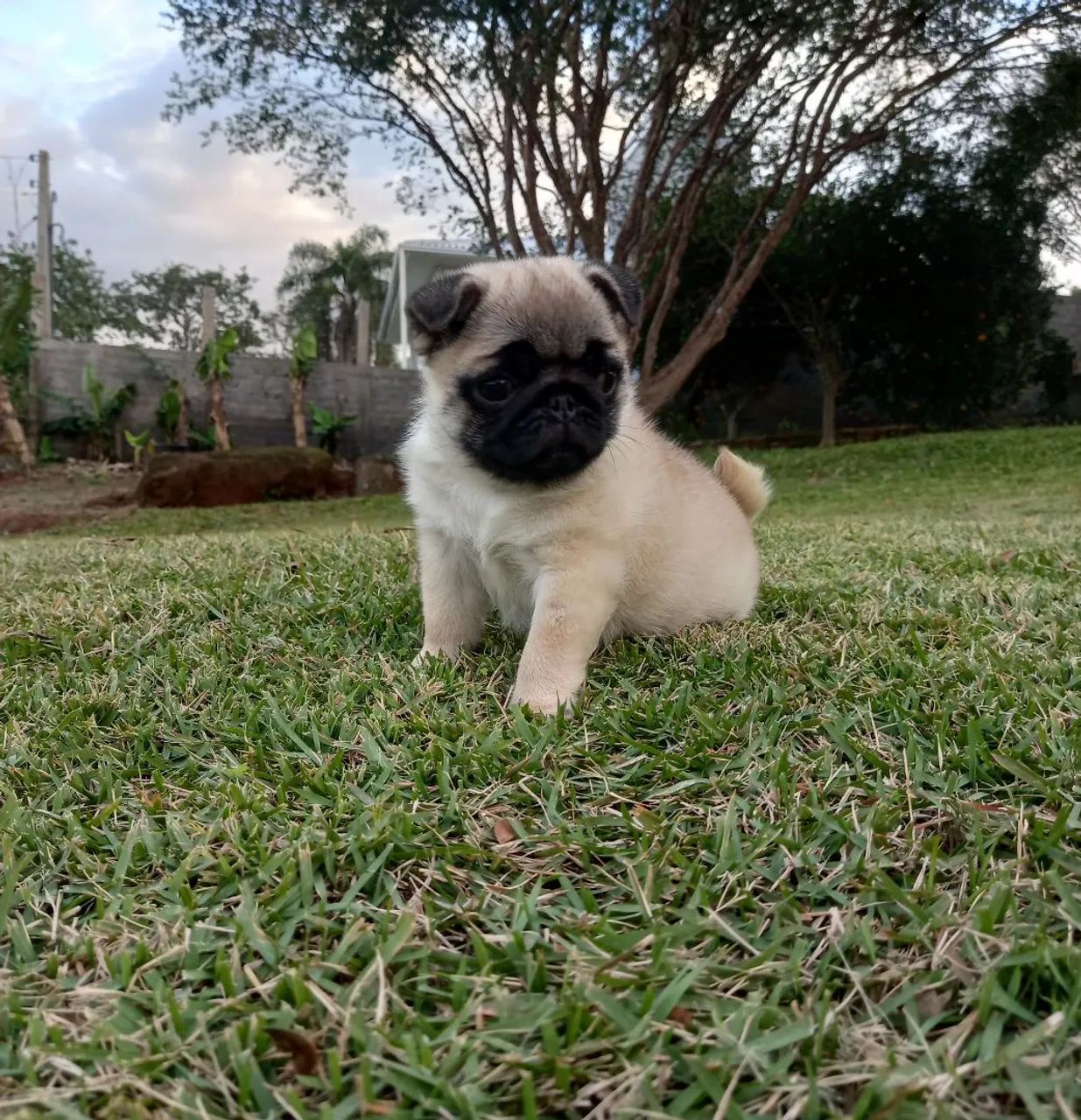 Pug Filhote Macho  - Foto 2