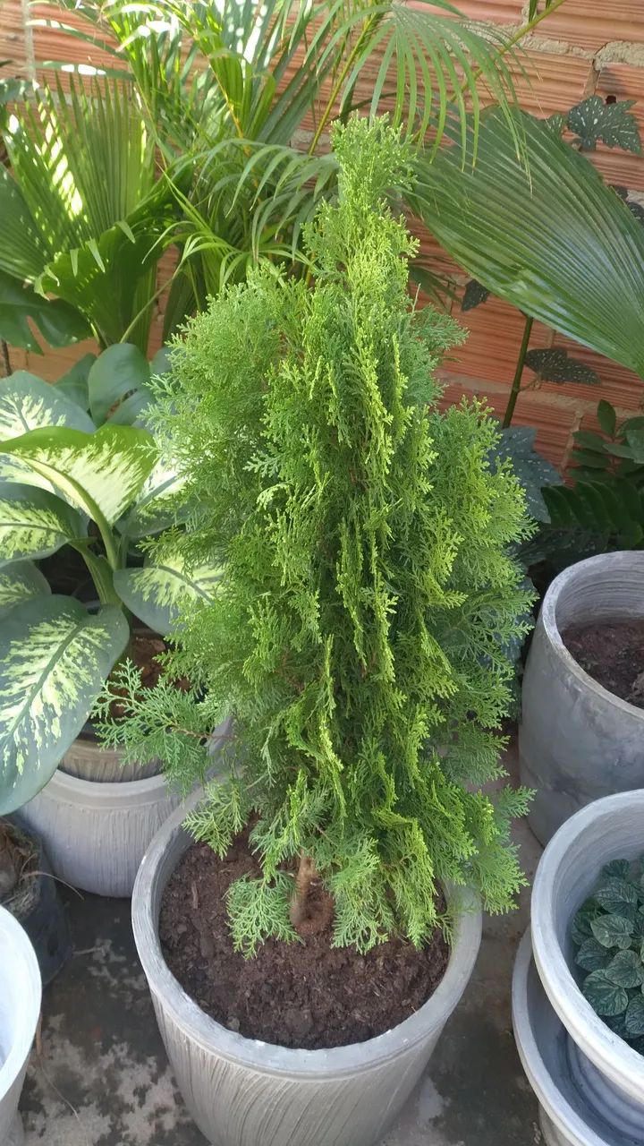 Jardim Tropical com Plantas Ornamentais Diversas - Foto 3