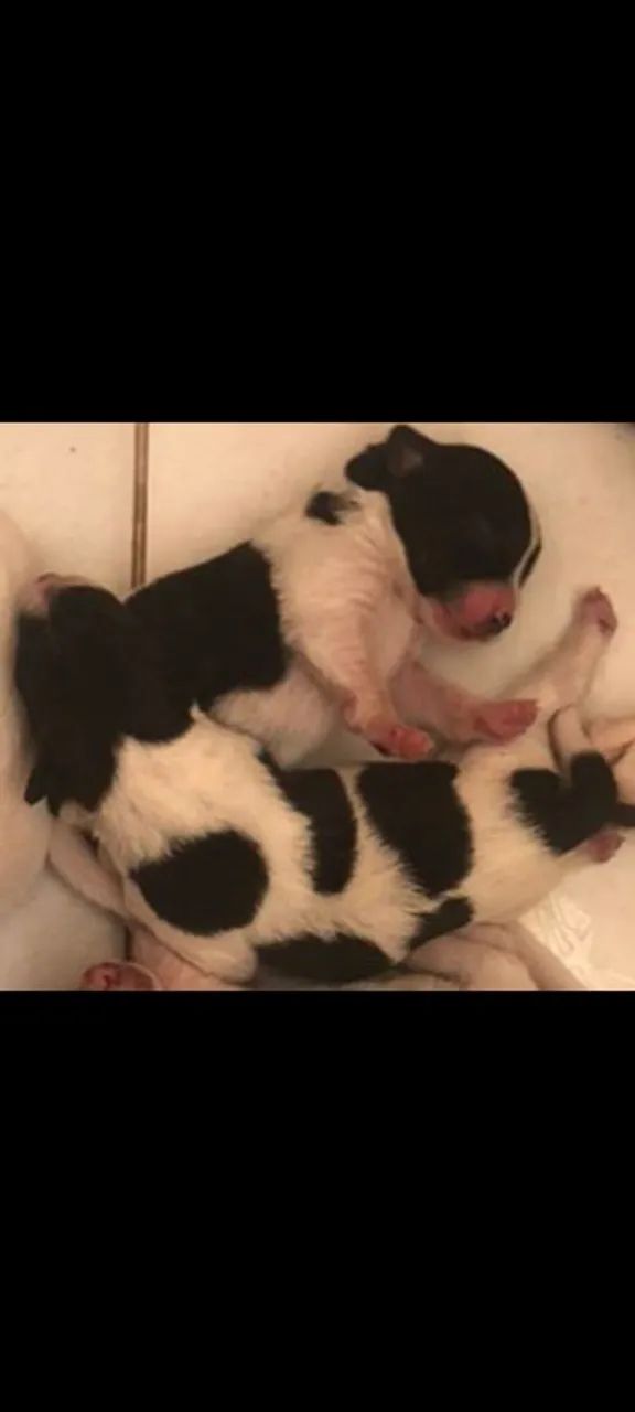 Cachorro podle + salcicha