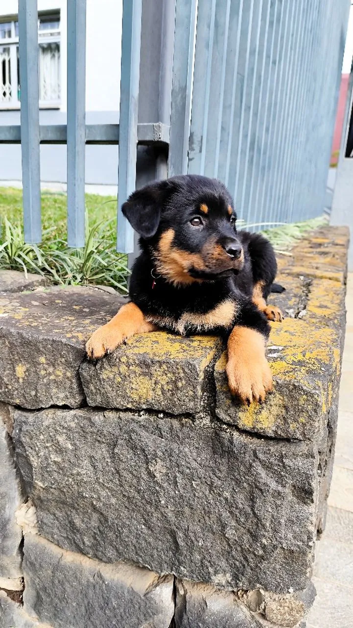 Lindas filhotes de Rottweiler disponíveis! Até 6x