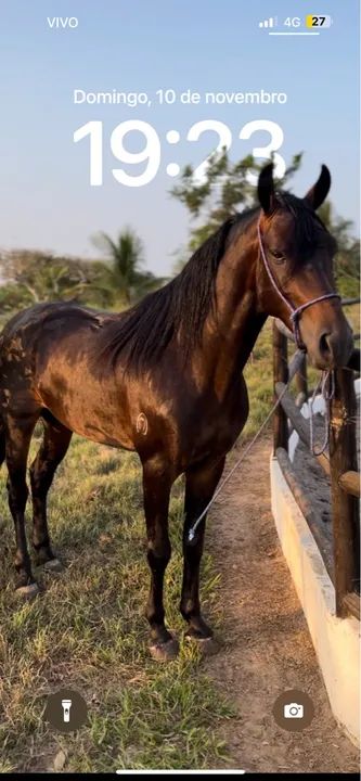 Cavalo Mangalarga Marchador castrado 