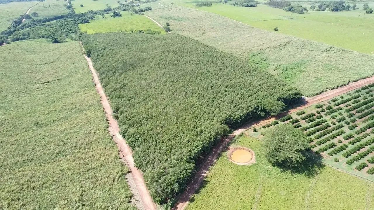 SITIO COM 05 ALQ. - 4.800 ÁRVORES DE SERINGUEIRAS PRODUZINDO - 5 KM DA CIDADE - ESTRELA DO