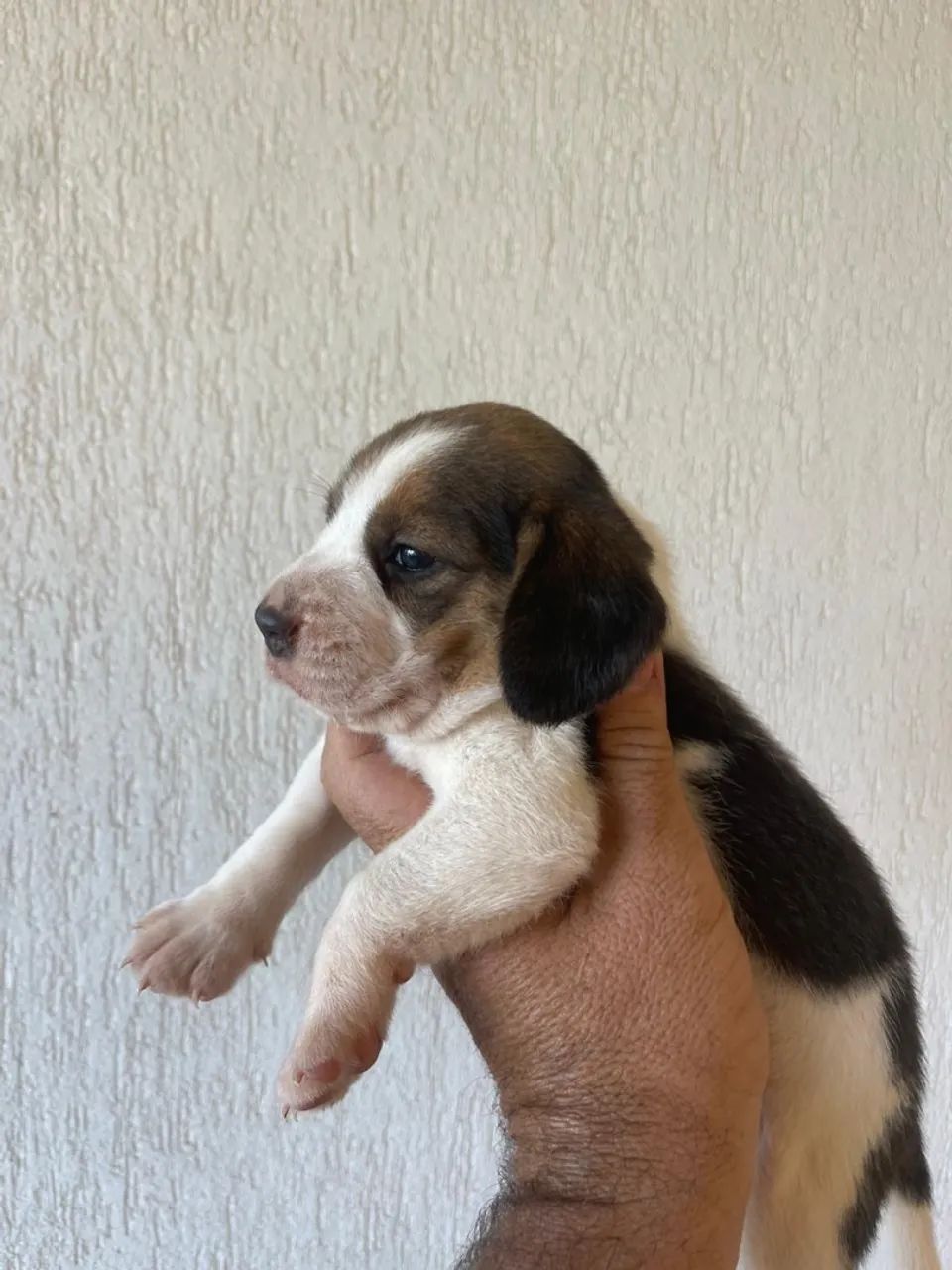 Filhote Beagle - Foto 4