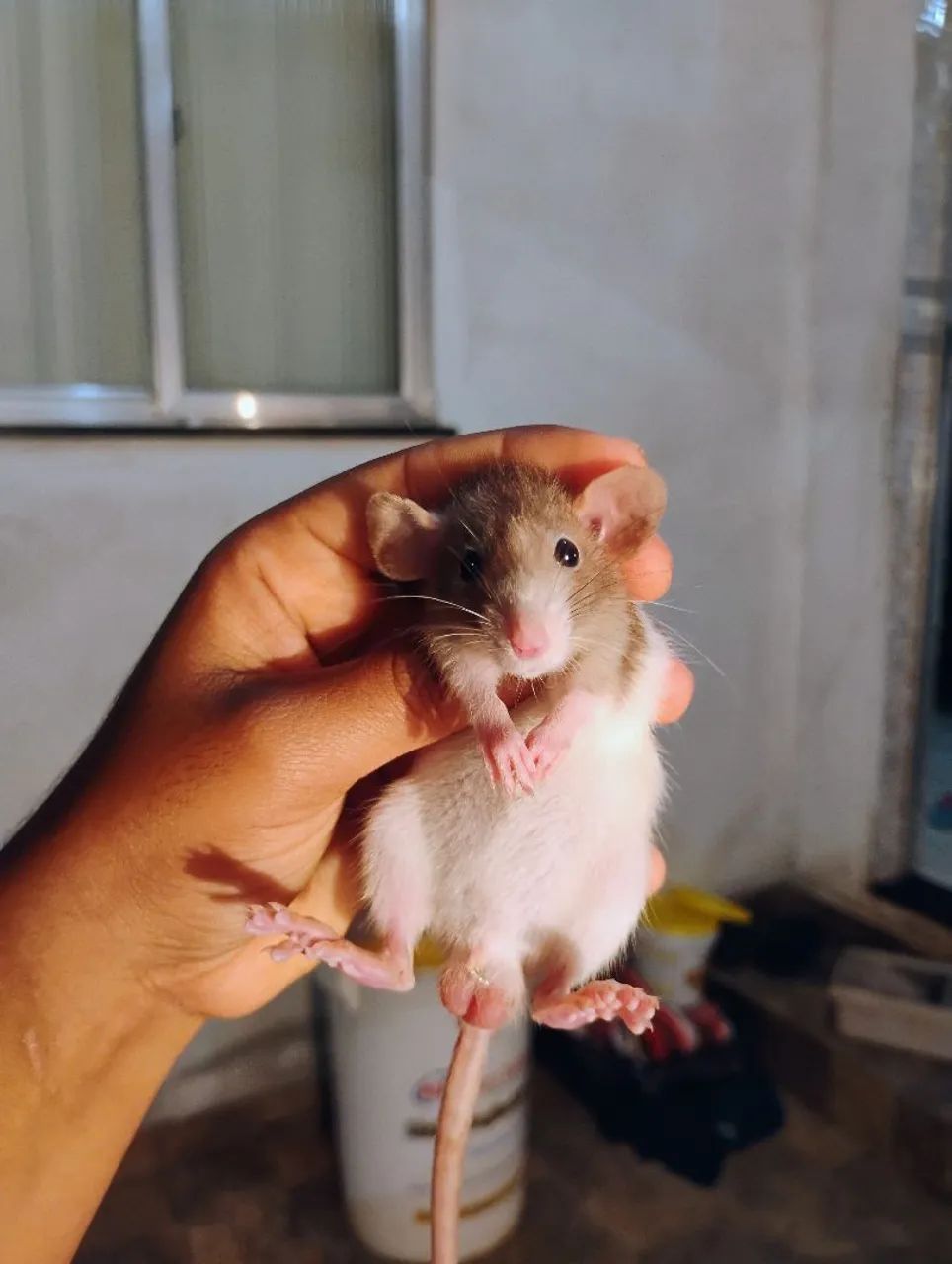 Dumbos maravilhosos twister - Foto 2