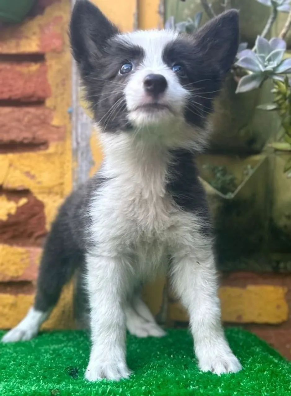 Filhotes machos Border Collie  - Foto 3