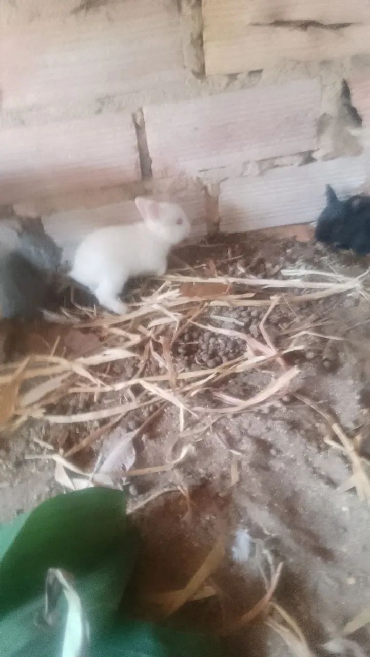 Lindos coelhos três cores diferentes - Foto 5