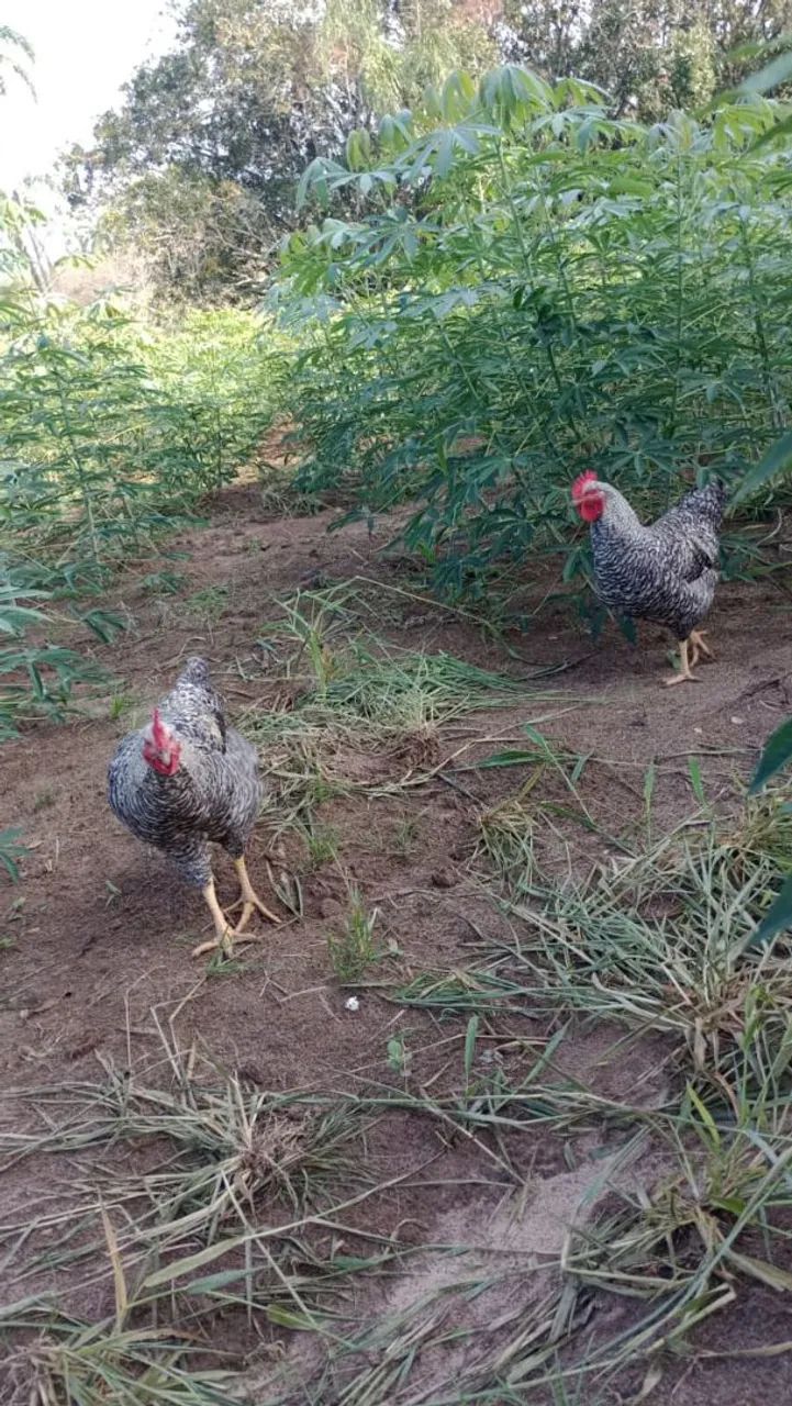 Lindos frangos carijó pesadão ( futuro reprodução)