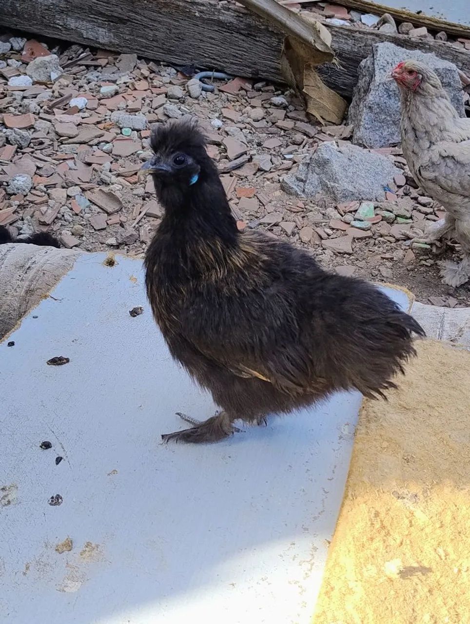 Galinha sedosa 64651194013186122