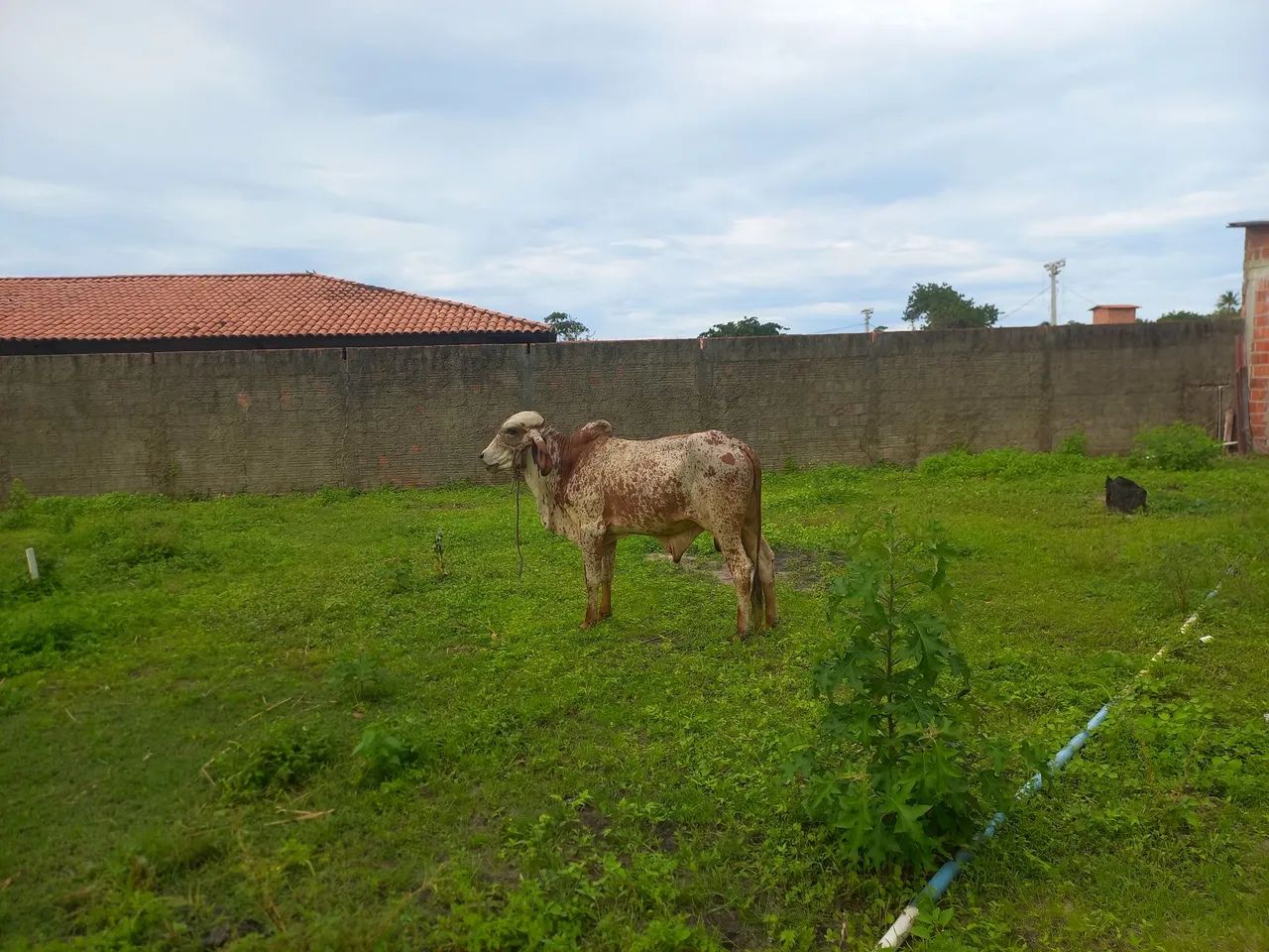 Vendo 6 animais  - Foto 3