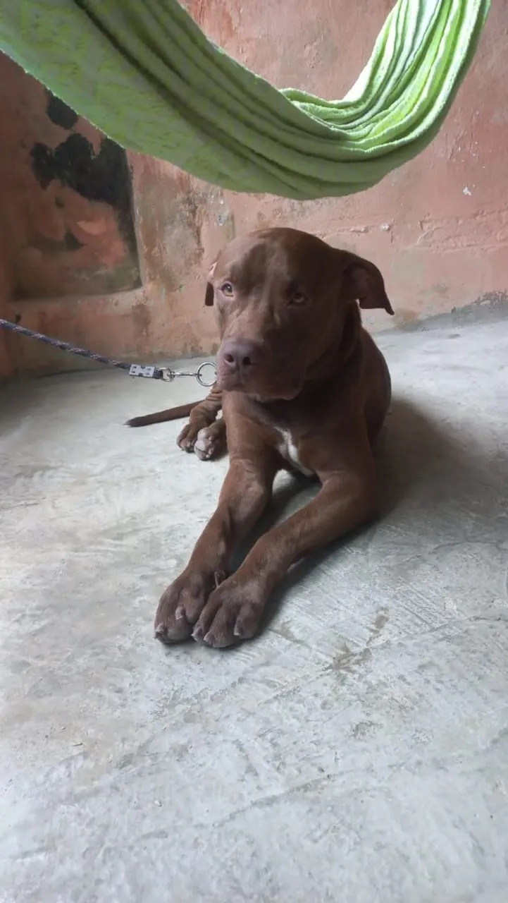 Pitbull Macho para Adoção 3 anos