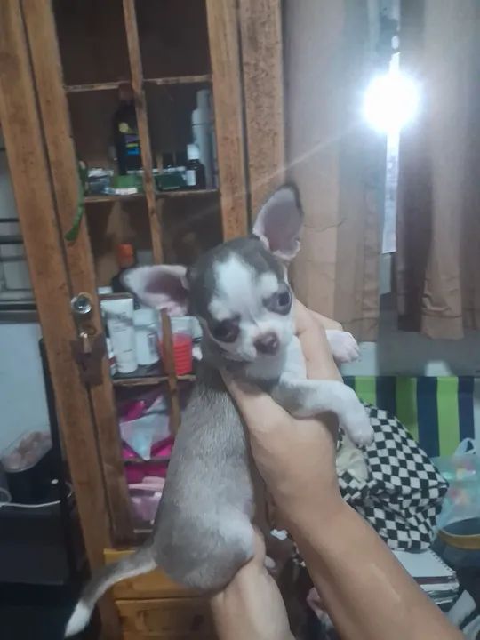 Chihuahua filhote - Foto 2