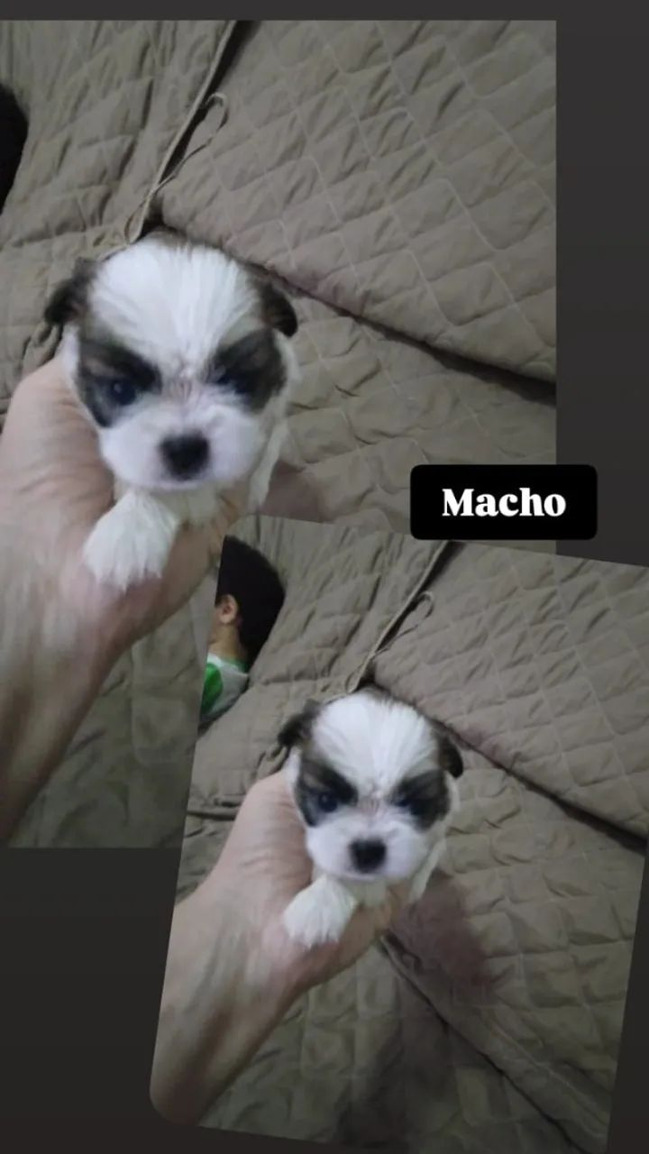 Vendo filhotes de Shitzu 